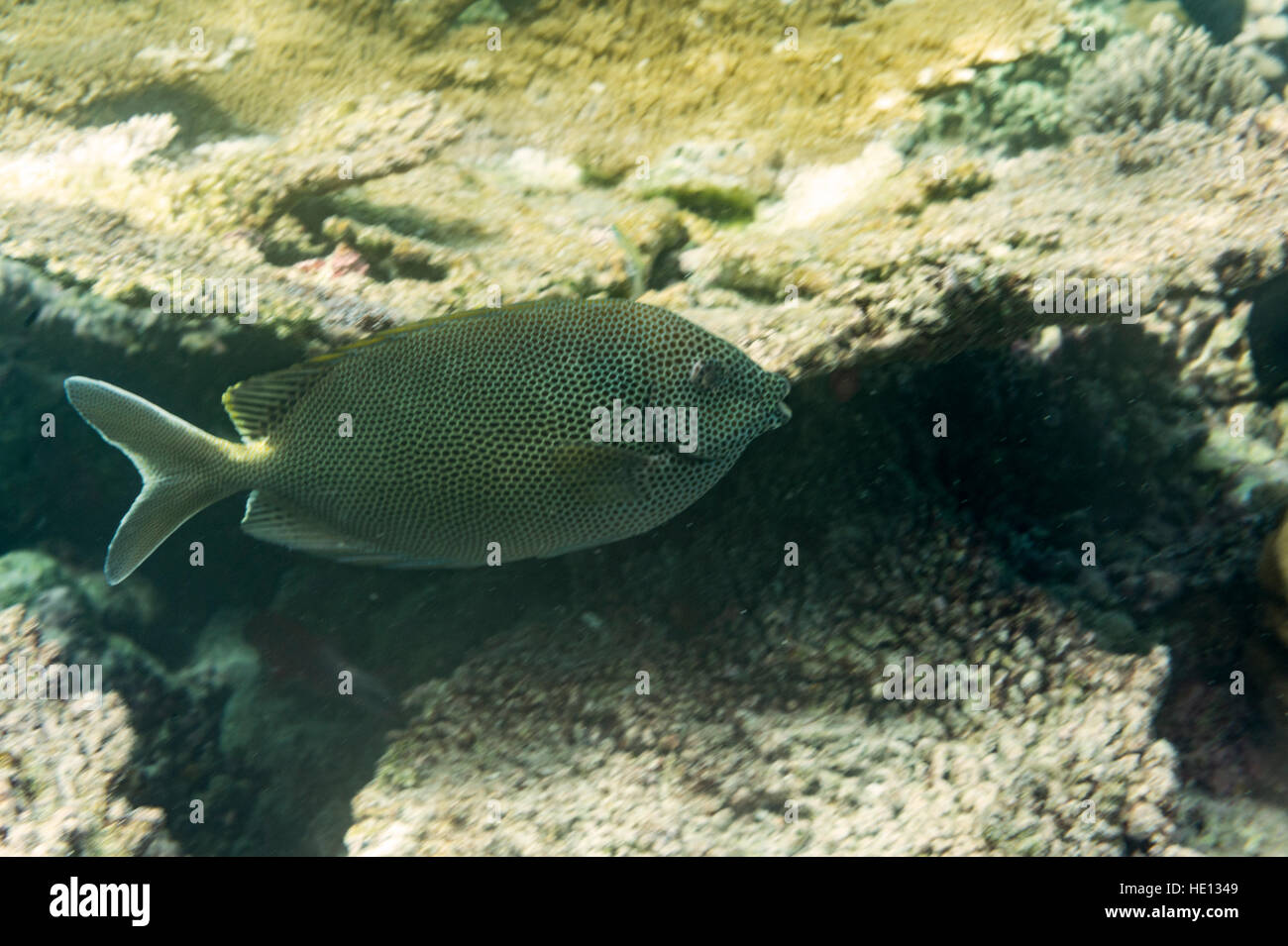Pesce tropicale su una barriera corallina. Foto Stock