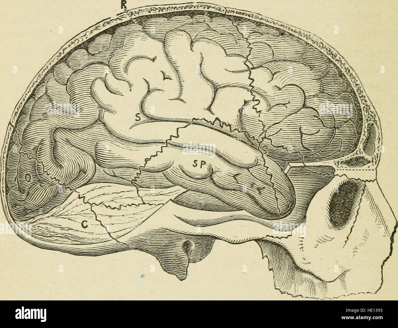 Cervello e mente; o, scienza mentale considerato in baseall principi di phrenology ed in relazione alla fisiologia moderno (1882) Foto Stock