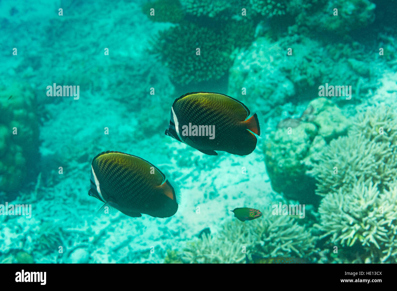 Pesci tropicali e barriera corallina Foto Stock