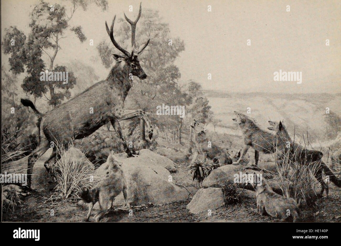 La guida del 1911 fornisce una panoramica delle mostre all'American Museum of Natural History, comprese le descrizioni delle collezioni del museo in antropologia, zoologia, geologia e paleontologia. Foto Stock
