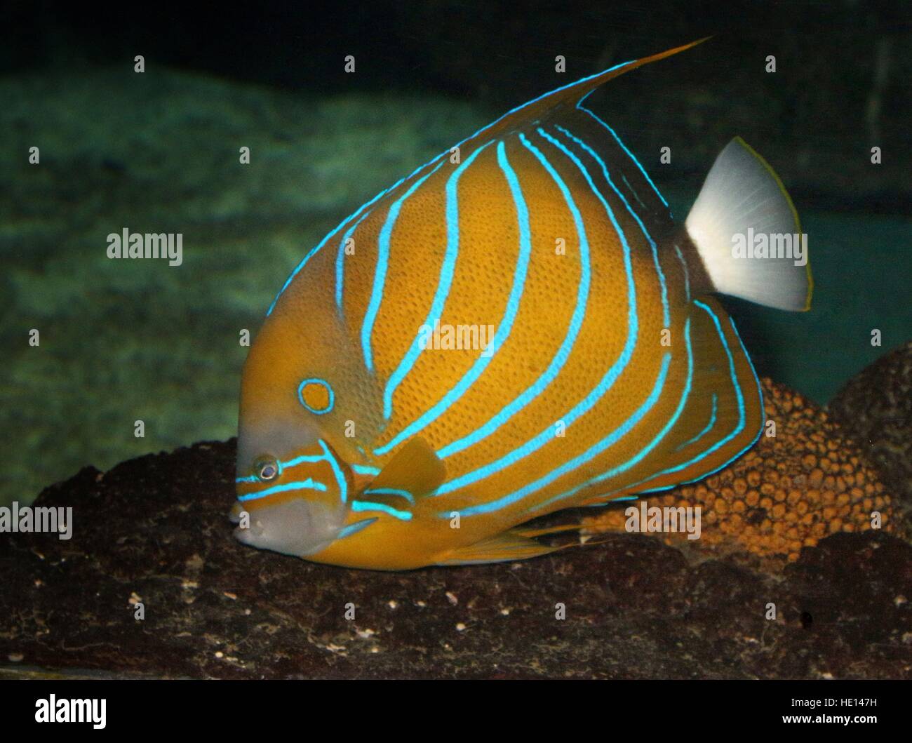 Indo-pacifico anello blu Angelfish (Pomacanthus annularis) nativo provenienti dall Africa orientale a sud del Giappone Foto Stock