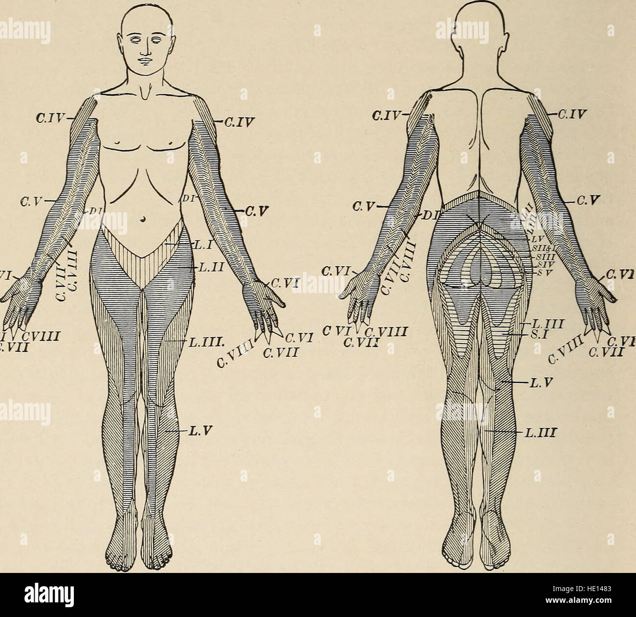 *Malattie nervose e mentali* (1911) discute le condizioni psicologiche e neurologiche che colpiscono la mente e il corpo umano, con un focus sui loro sintomi, trattamenti e comprensione medica all'inizio del XX secolo. Foto Stock