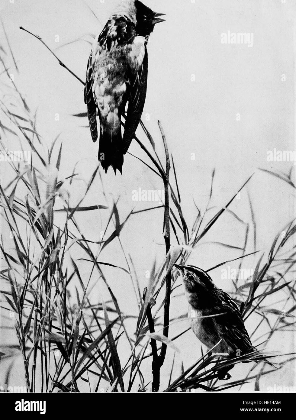 Questo lavoro del 1898 fornisce una guida completa agli uccelli terrestri del Nord America orientale. Include descrizioni dettagliate, suggerimenti per l'identificazione e abitudini di varie specie di uccelli presenti nella regione. Foto Stock