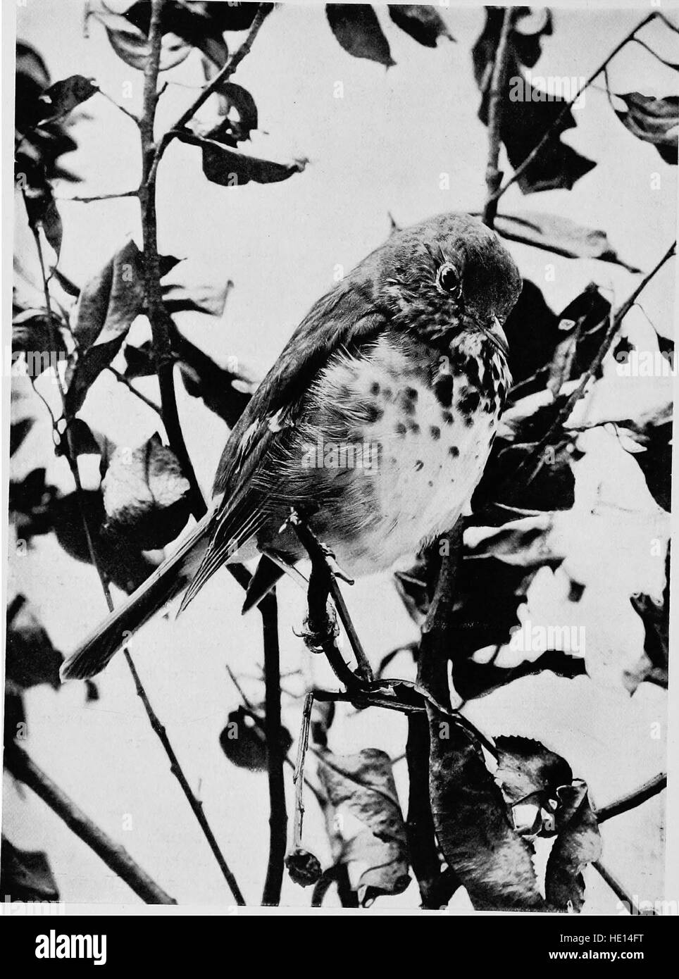 Questo lavoro del 1898 fornisce uno studio completo degli uccelli terrestri trovati nel Nord America orientale, concentrandosi sull'identificazione delle specie, sul comportamento e sugli habitat. Il testo include descrizioni dettagliate di varie specie di uccelli native della regione. Foto Stock