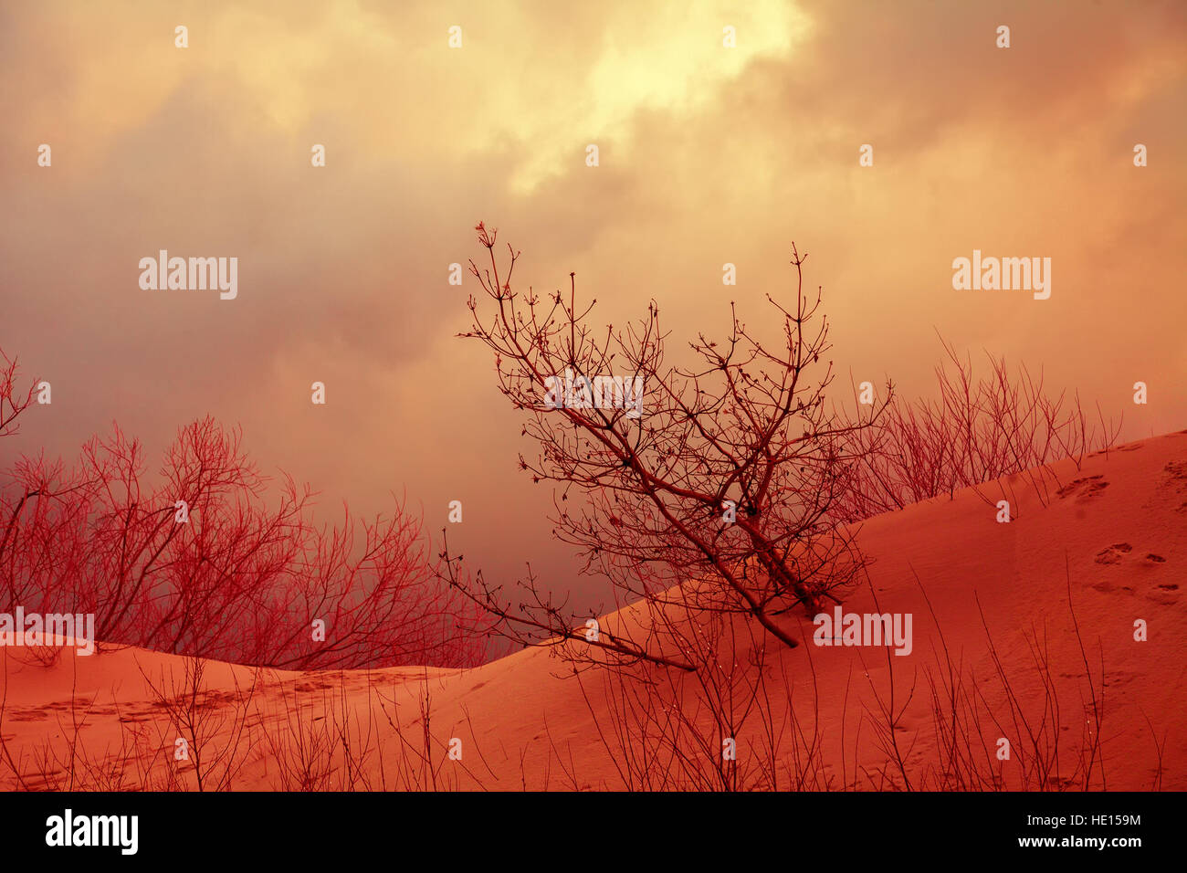 Drammatico paesaggio autunnale con cordoni di dune sabbiose, alberi e nuvoloso cielo tempestoso Foto Stock