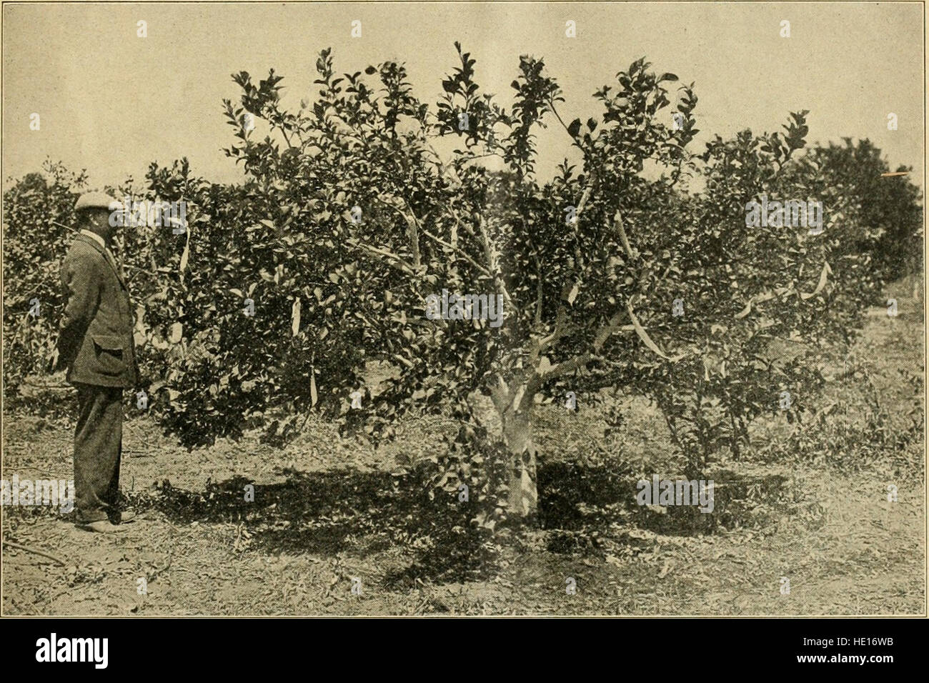 Questa raccolta del 1910-1923 si concentra sulla silvicoltura americana, documentando lo sviluppo della gestione forestale, gli sforzi di conservazione e le sfide che l'industria forestale deve affrontare. Esplora l'importanza ambientale ed economica delle foreste negli Stati Uniti. Foto Stock