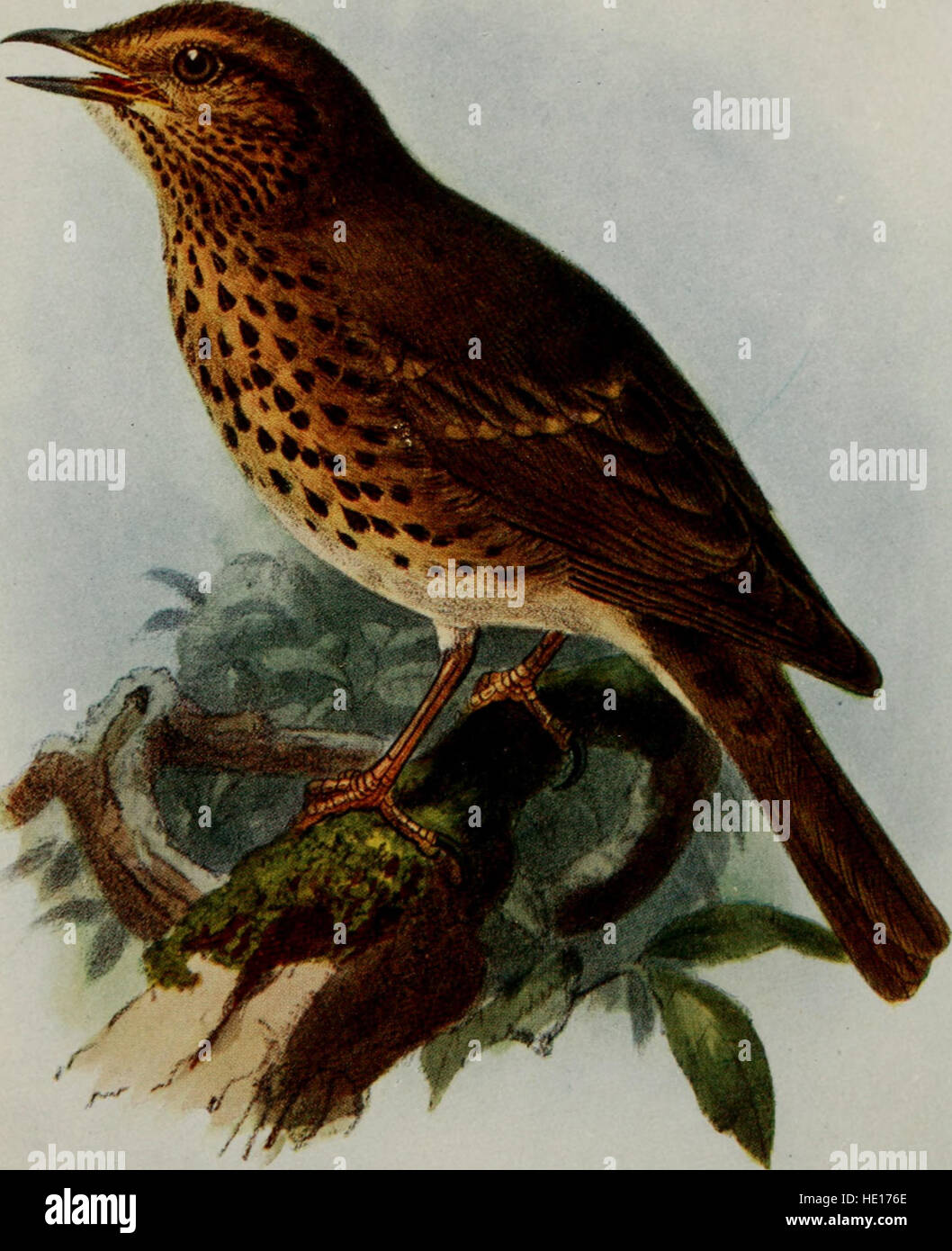 *Birds of Britain* (1907) è una guida completa alle specie aviarie che si trovano in tutto il Regno Unito. Questa pubblicazione fornisce illustrazioni e descrizioni dettagliate degli uccelli nativi, evidenziandone habitat, comportamenti e caratteristiche. È un riferimento essenziale per gli amanti del birdwatching e dei naturalisti. Foto Stock