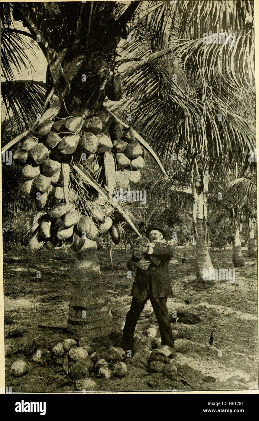 Guerra dell'America per l'umanità, correlate in storia e immagine, abbracciando una storia completa di Cuba nella lotta per la libertà... (1898) Foto Stock