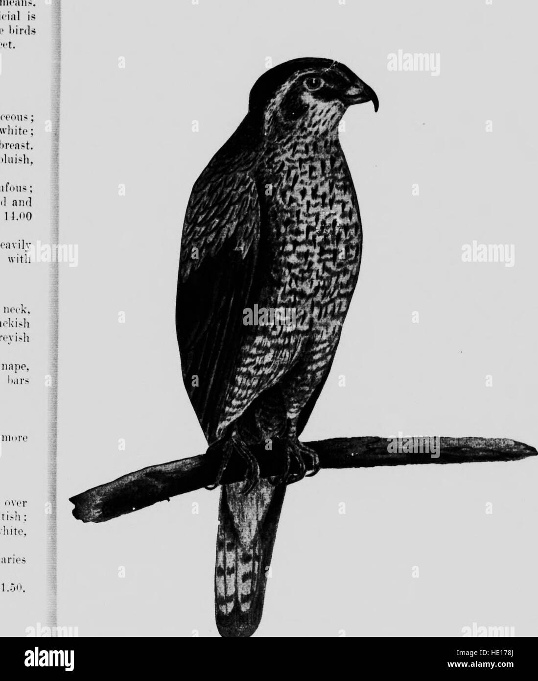 La pubblicazione del 1919 sugli uccelli in Ontario esplora il loro rapporto con l'agricoltura, offrendo preziose informazioni sul ruolo delle specie di uccelli nelle pratiche agricole locali e negli ecosistemi. Foto Stock La pubblicazione del 1919 sugli uccelli in Ontario esplora il loro rapporto con l'agricoltura, offrendo preziose informazioni sul ruolo delle specie di uccelli nelle pratiche agricole locali e negli ecosistemi. Foto Stock