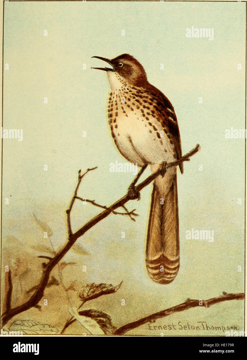 Pubblicata nel 1898, questa guida completa di W. H. Hudson introduce lo studio delle specie di uccelli comuni presenti in Europa e Nord America. Offre descrizioni dettagliate delle caratteristiche, degli habitat e dei comportamenti dei vari uccelli. Foto Stock Pubblicata nel 1898, questa guida completa di W. H. Hudson introduce lo studio delle specie di uccelli comuni presenti in Europa e Nord America. Offre descrizioni dettagliate delle caratteristiche, degli habitat e dei comportamenti dei vari uccelli. Foto Stock