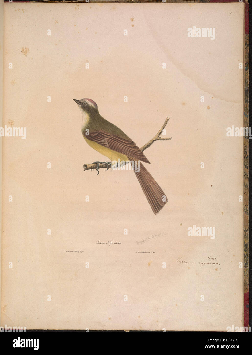 Una descrizione dettagliata di sedici specie di uccelli nordamericani precedentemente sconosciute, pubblicata nel 1841 negli Annals of the New York Lyceum of Natural History. L'articolo offre approfondimenti sulle loro caratteristiche e habitat. Foto Stock