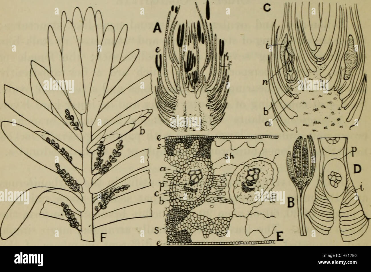 Il lavoro del 1904 sulla classificazione delle piante da fiore fornisce una panoramica completa della tassonomia delle piante e dei sistemi di classificazione scientifica delle specie botaniche. Foto Stock