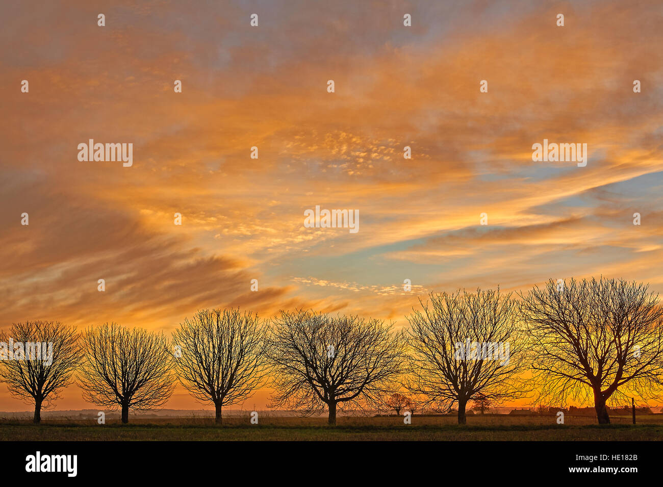 Sunrise e sagome di ippocastani in inverno Foto Stock