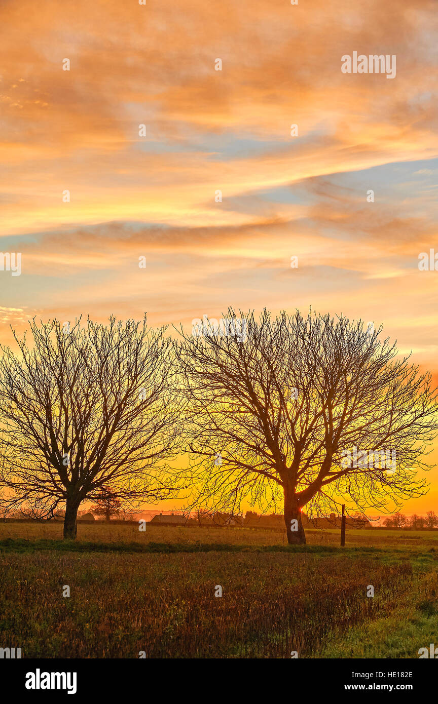 Sunrise e sagome di ippocastani in inverno Foto Stock