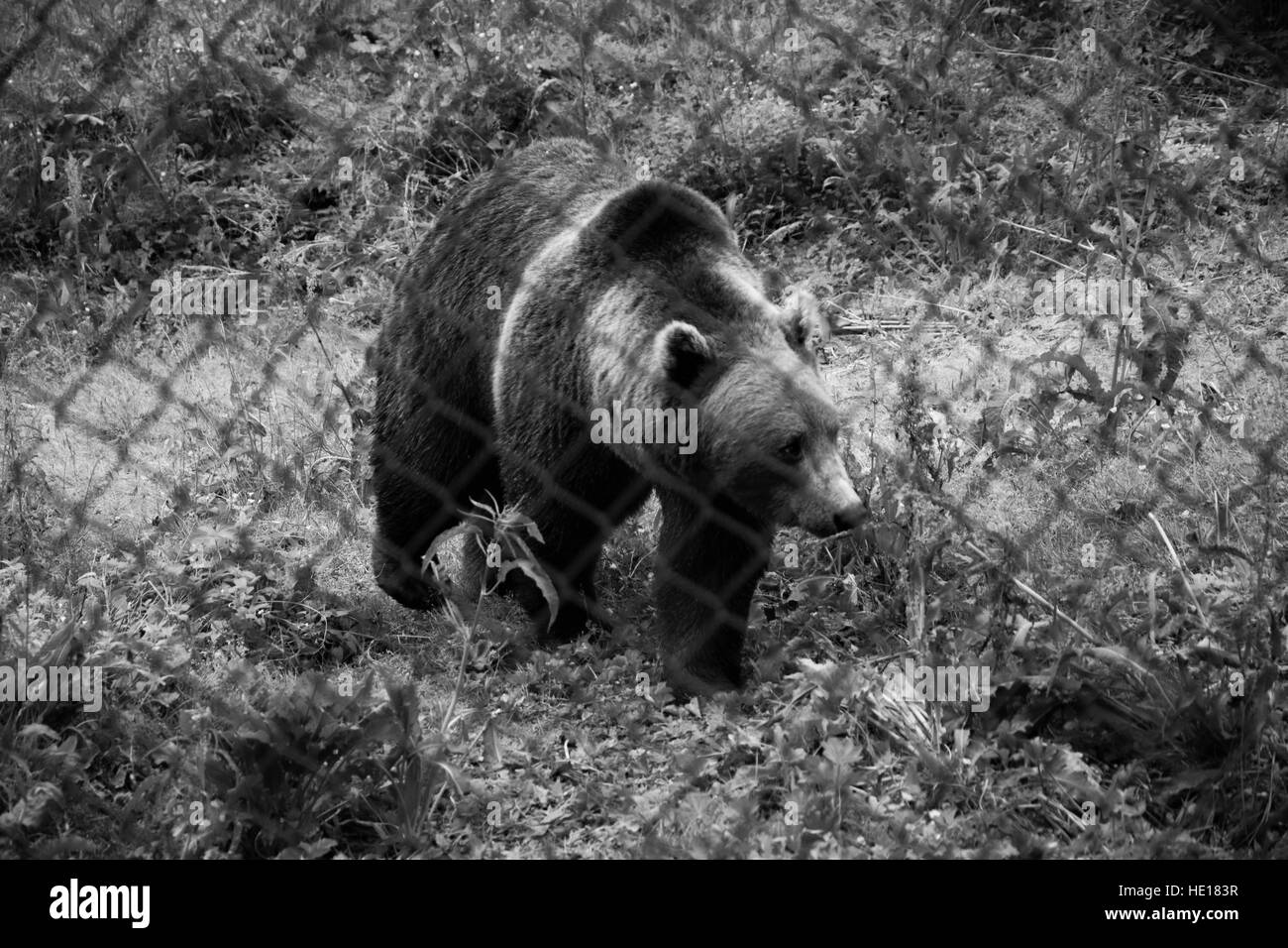 Un orso in gabbia in Norvegia Foto Stock