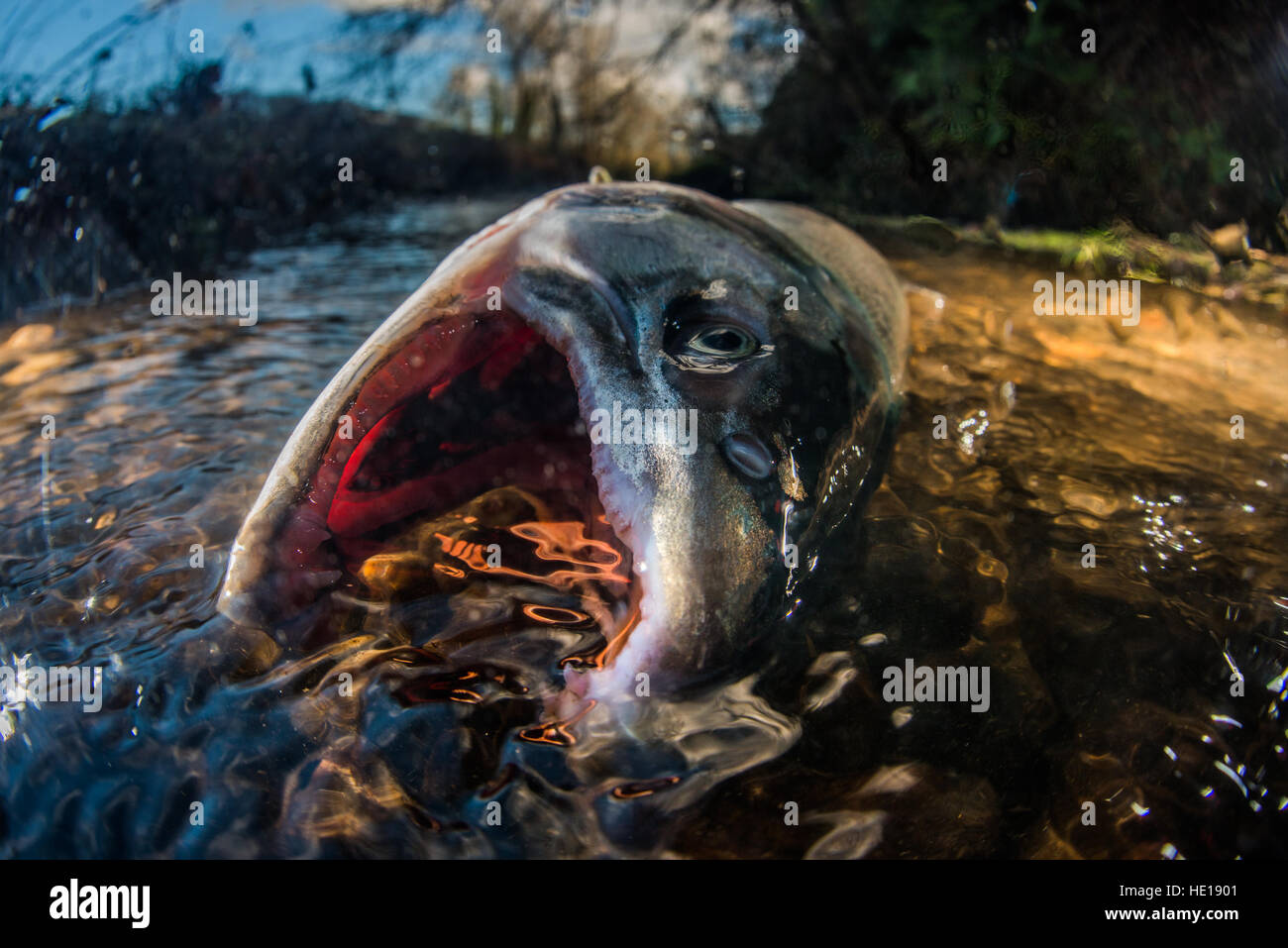 Dead Coho salmone nel fiume Bruna. Foto Stock