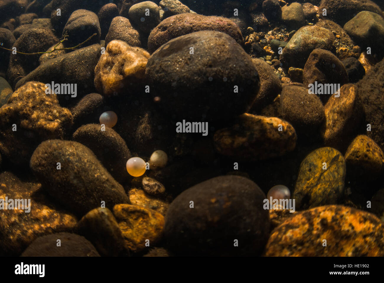 Chum di uova di salmone nascosto nel fondo di fiume. Foto Stock