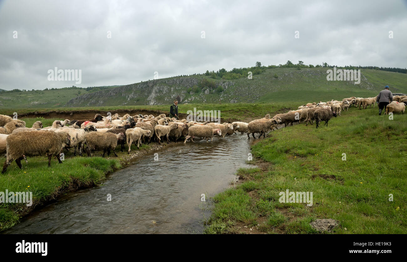 Brezovica, Serbia - 12 Maggio 2016: la mungitura di ovini in Brezovica sulla casa di montagna Foto Stock