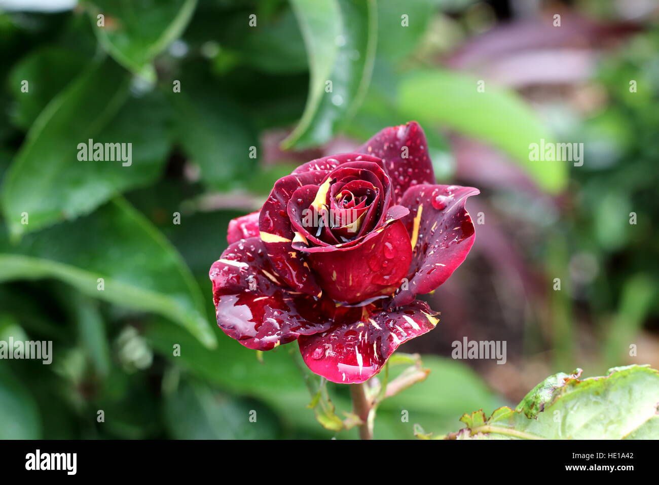 Abracadabra Hybrid Tea Rose in piena fioritura Foto Stock