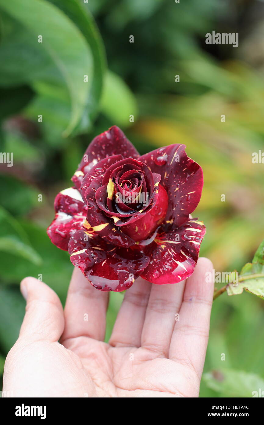 Abracadabra Hybrid Tea Rose in piena fioritura Foto Stock