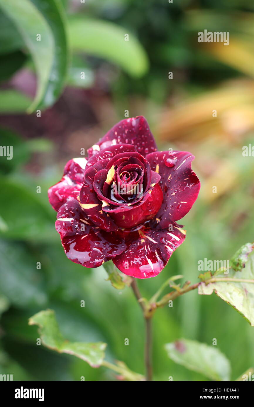 Abracadabra Hybrid Tea Rose in piena fioritura Foto Stock