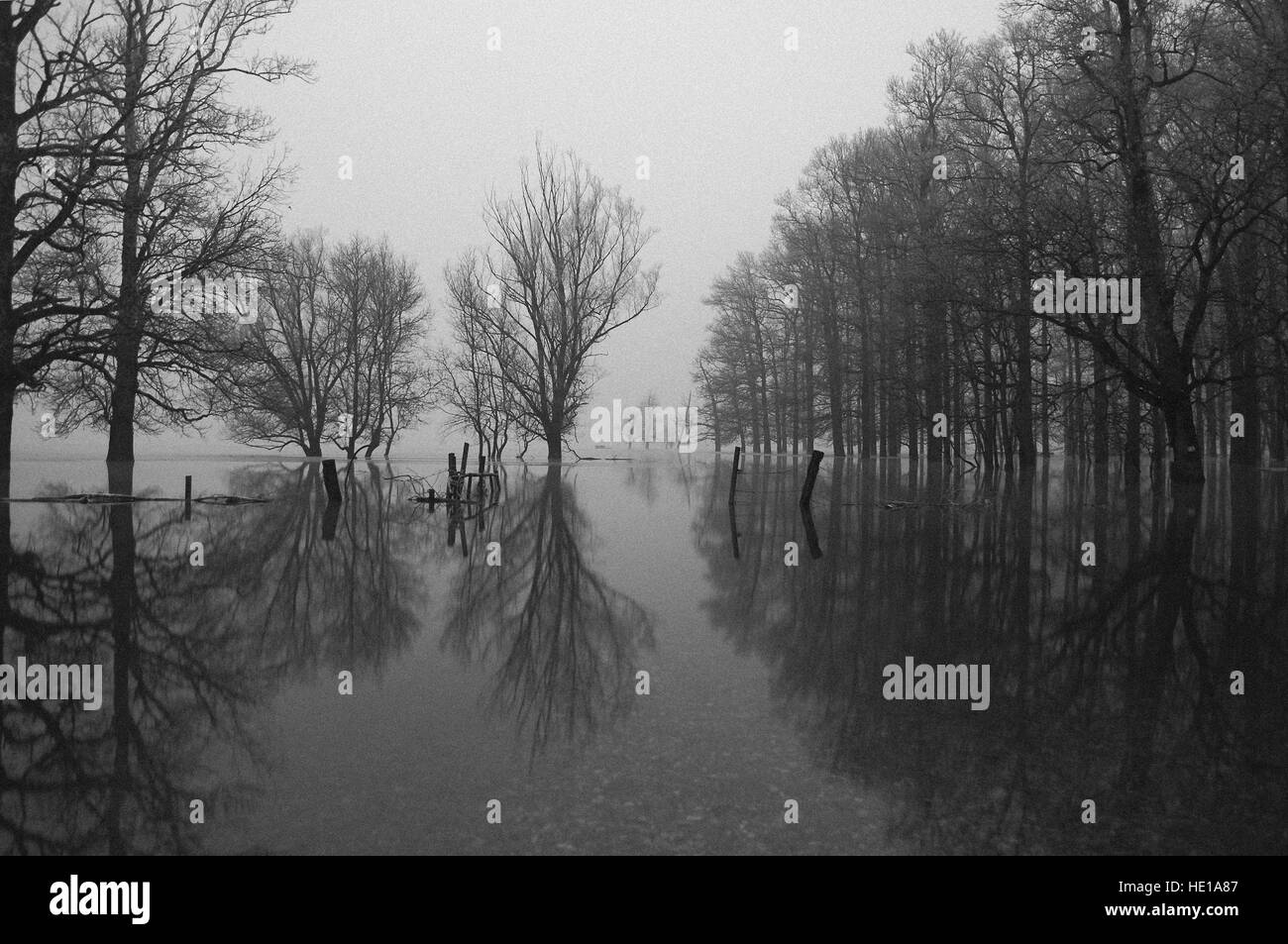 Inondati di alberi in natura park Lonjsko polje in Croazia Foto Stock