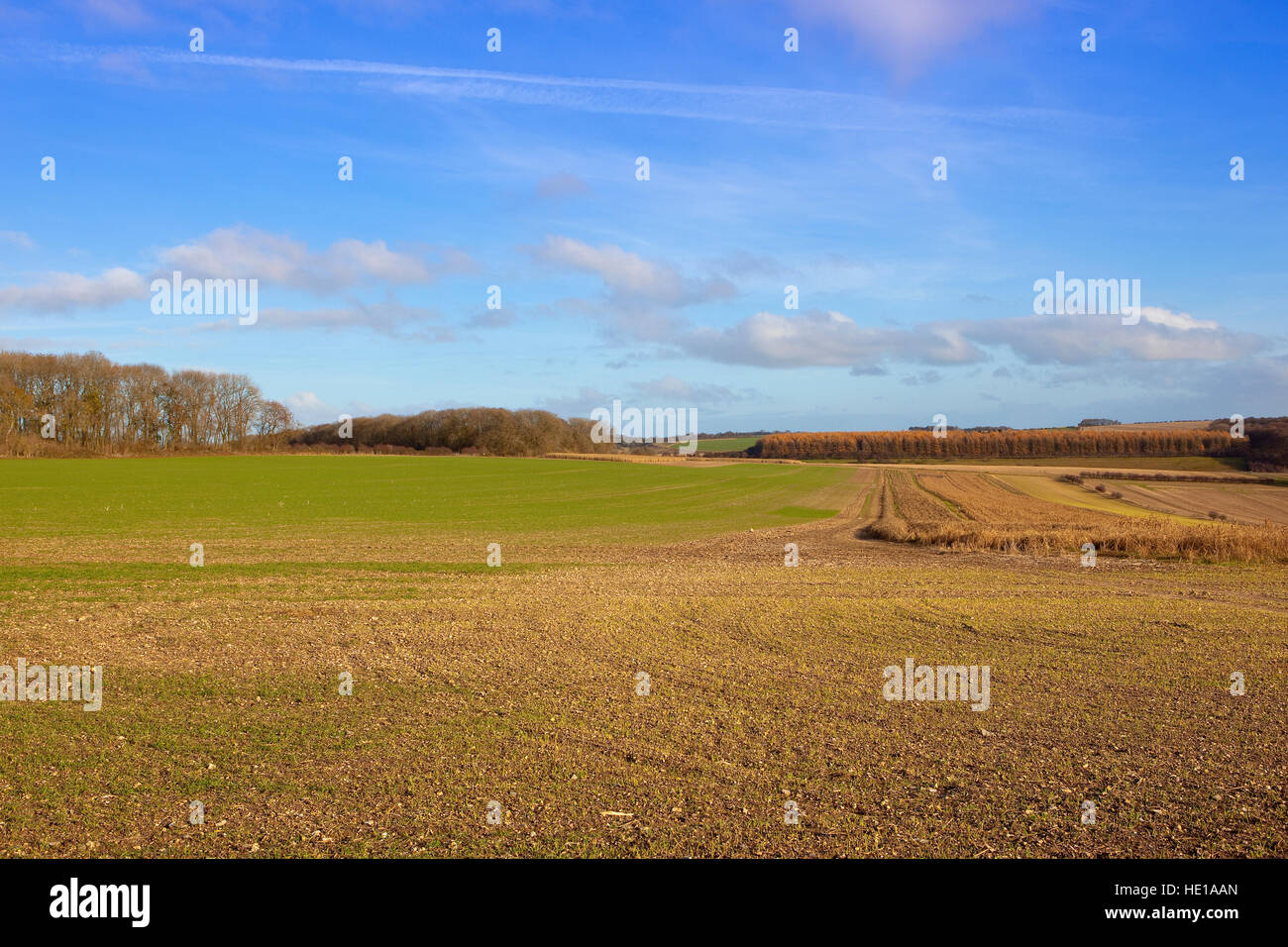 Piantina cereali germinare nel suolo calcareo del Yorkshire wolds in autunno. Foto Stock