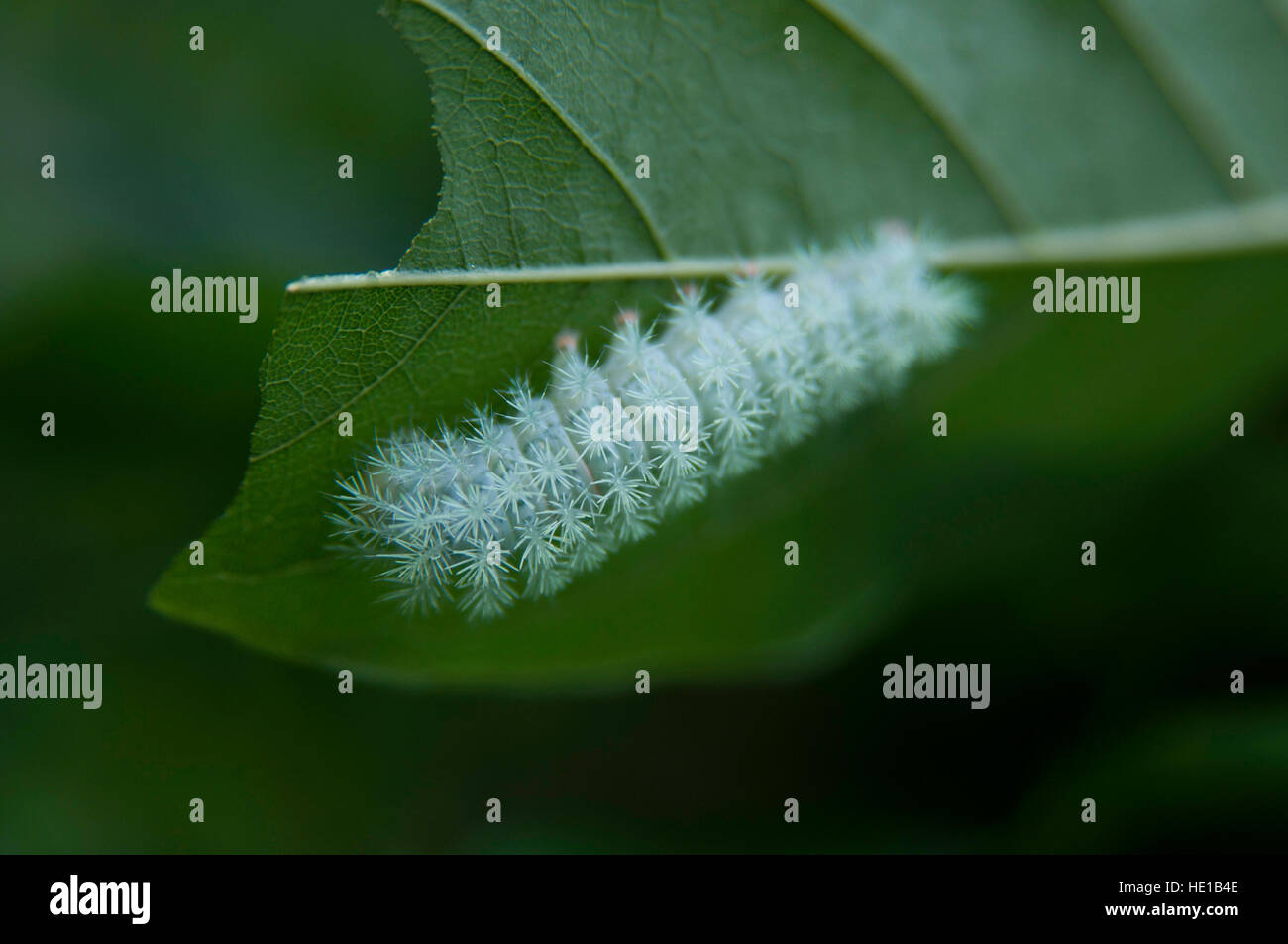 Butterfly caterpillar si trovano in Brasile. Foto Stock