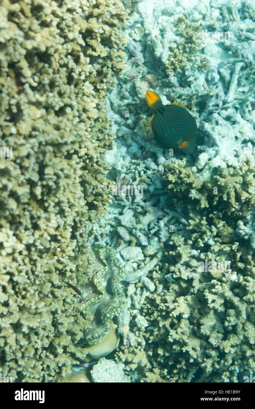 Arancio listati Pesci balestra alimentare su coral Foto Stock