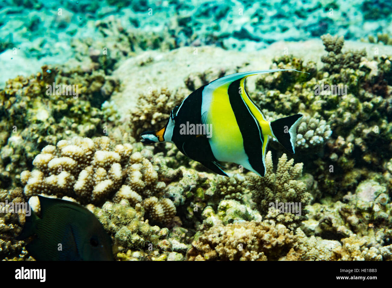 Idolo moresco nuoto attraverso Coral reef Foto Stock