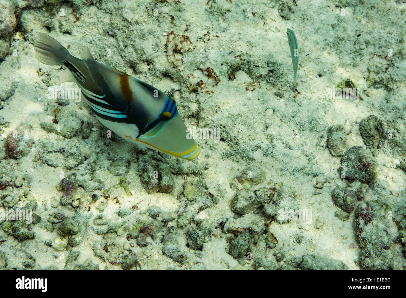 Picasso Triggerfish nuoto attraverso corallo Foto Stock