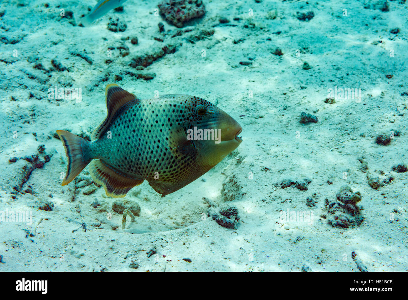 Pesce tropicale su una barriera corallina. Foto Stock