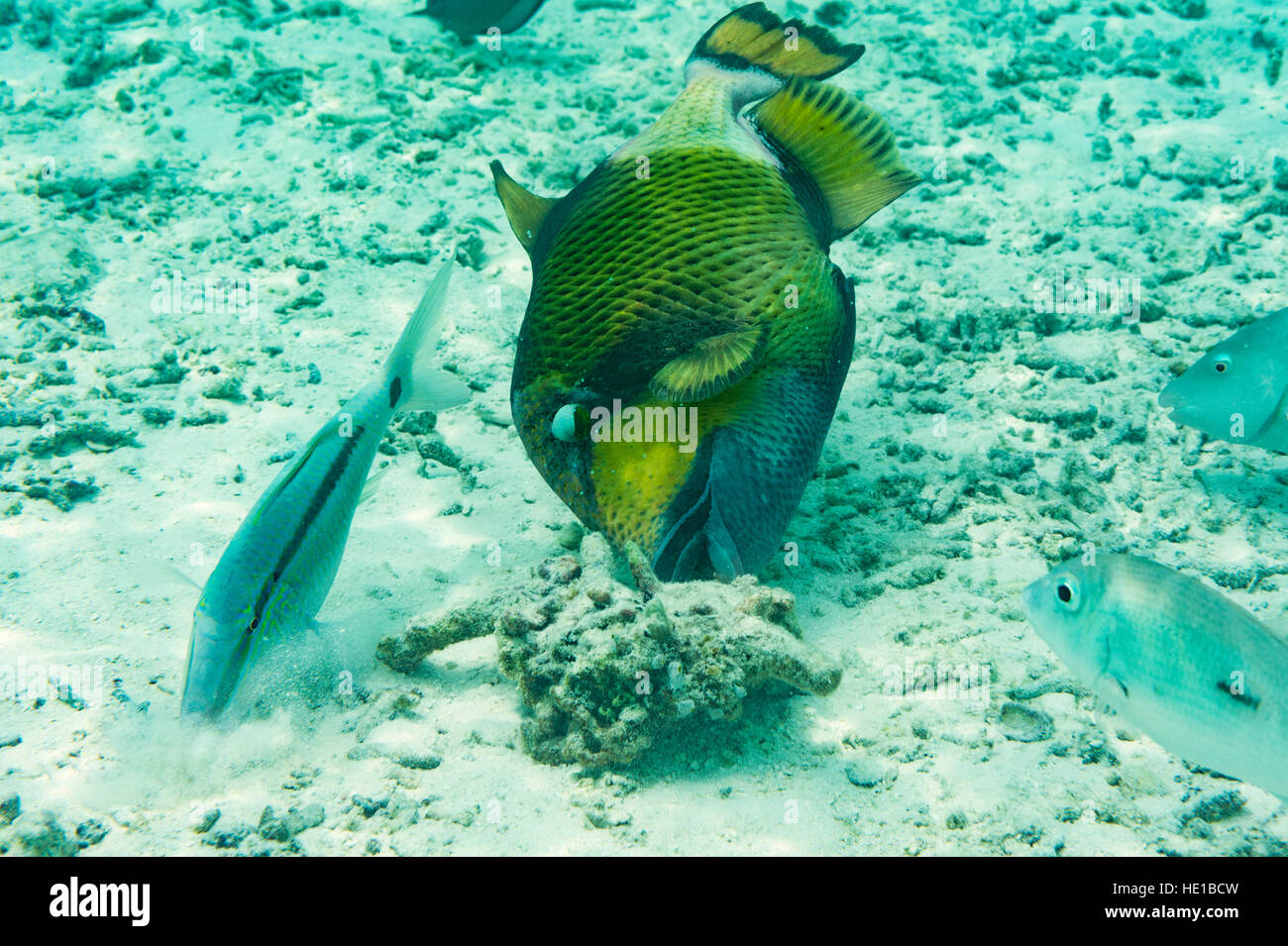 Pesce tropicale feed su una scogliera di corallo. Foto Stock