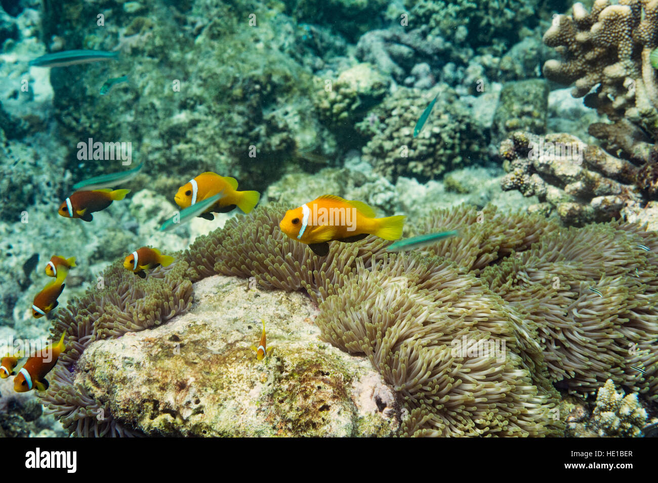 Anemonefish / pesce pagliaccio il ricovero in un anemone Foto Stock