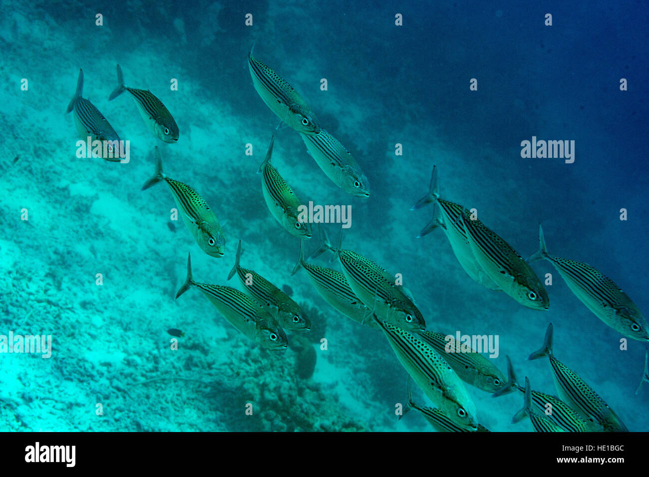 Secca di pesce tropicale Foto Stock