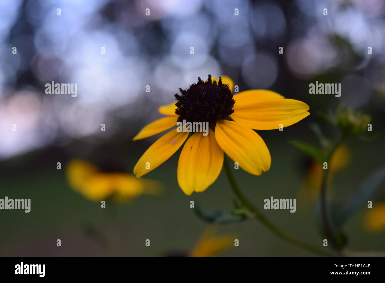 Brown eyed susan rivolta verso il cielo. Foto Stock