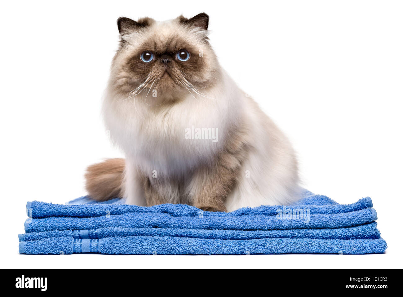 Carino curato giovani guarnizione Persiani Colourpoint gatto dopo il bagno è seduta su un asciugamano blu Foto Stock
