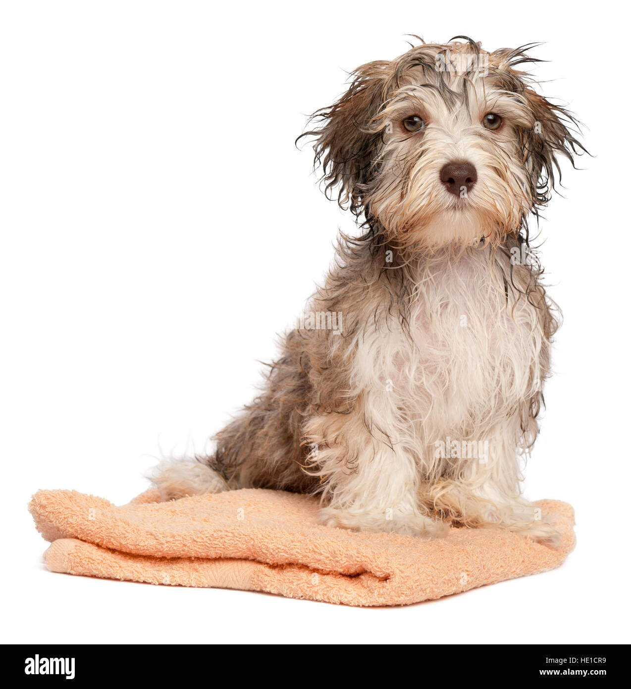 Cioccolato bagnata havanese cucciolo di cane dopo il bagno è seduta su un asciugamano di pesche Foto Stock