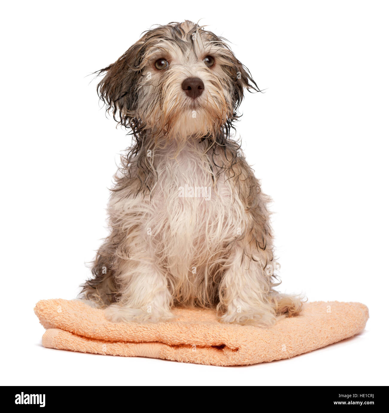Cioccolato bagnata havanese cucciolo di cane dopo il bagno è seduta su un asciugamano di pesche Foto Stock