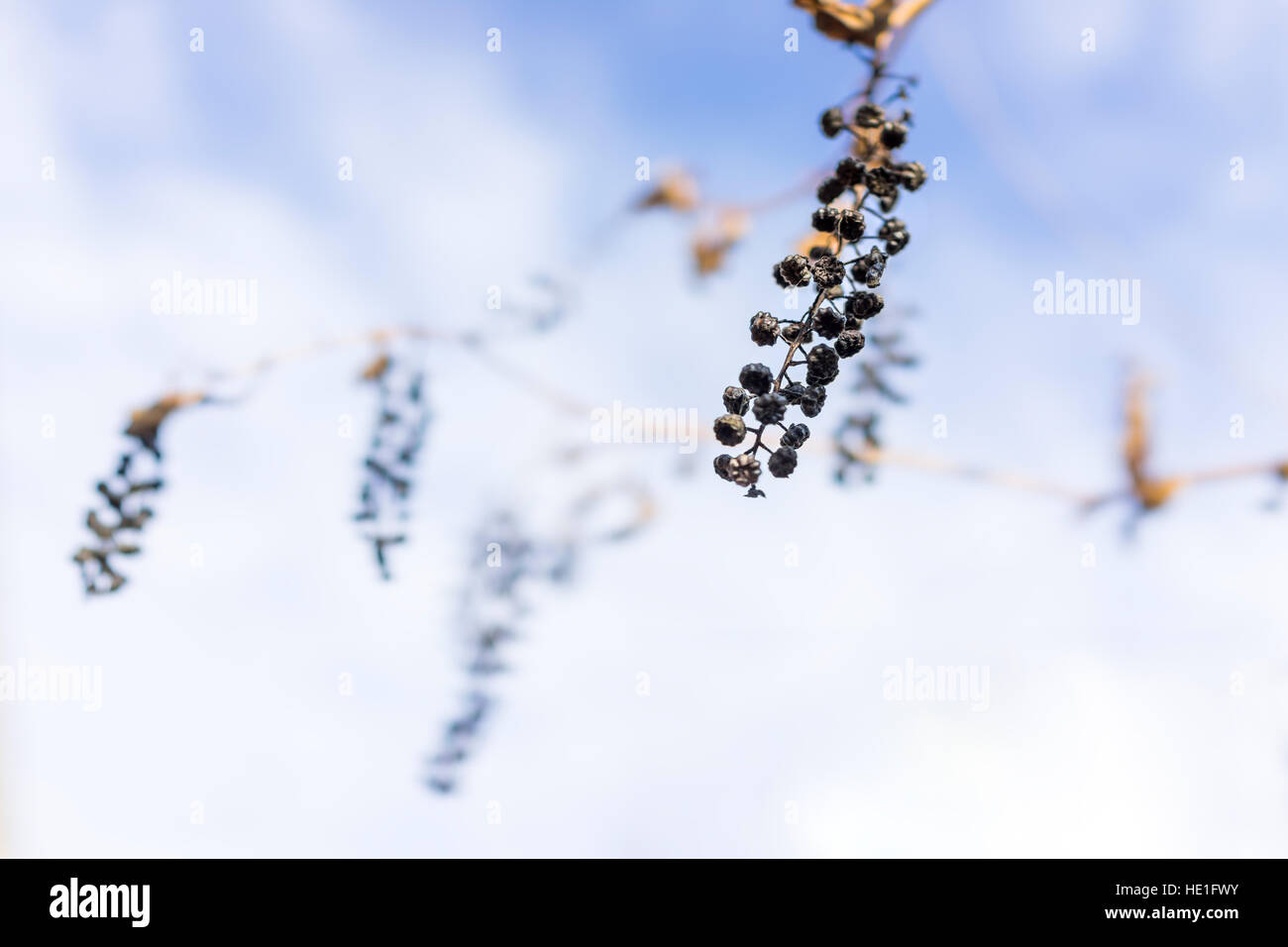 Raggrinzito pokeberry bush bacche appesa isolata contro sky Foto Stock