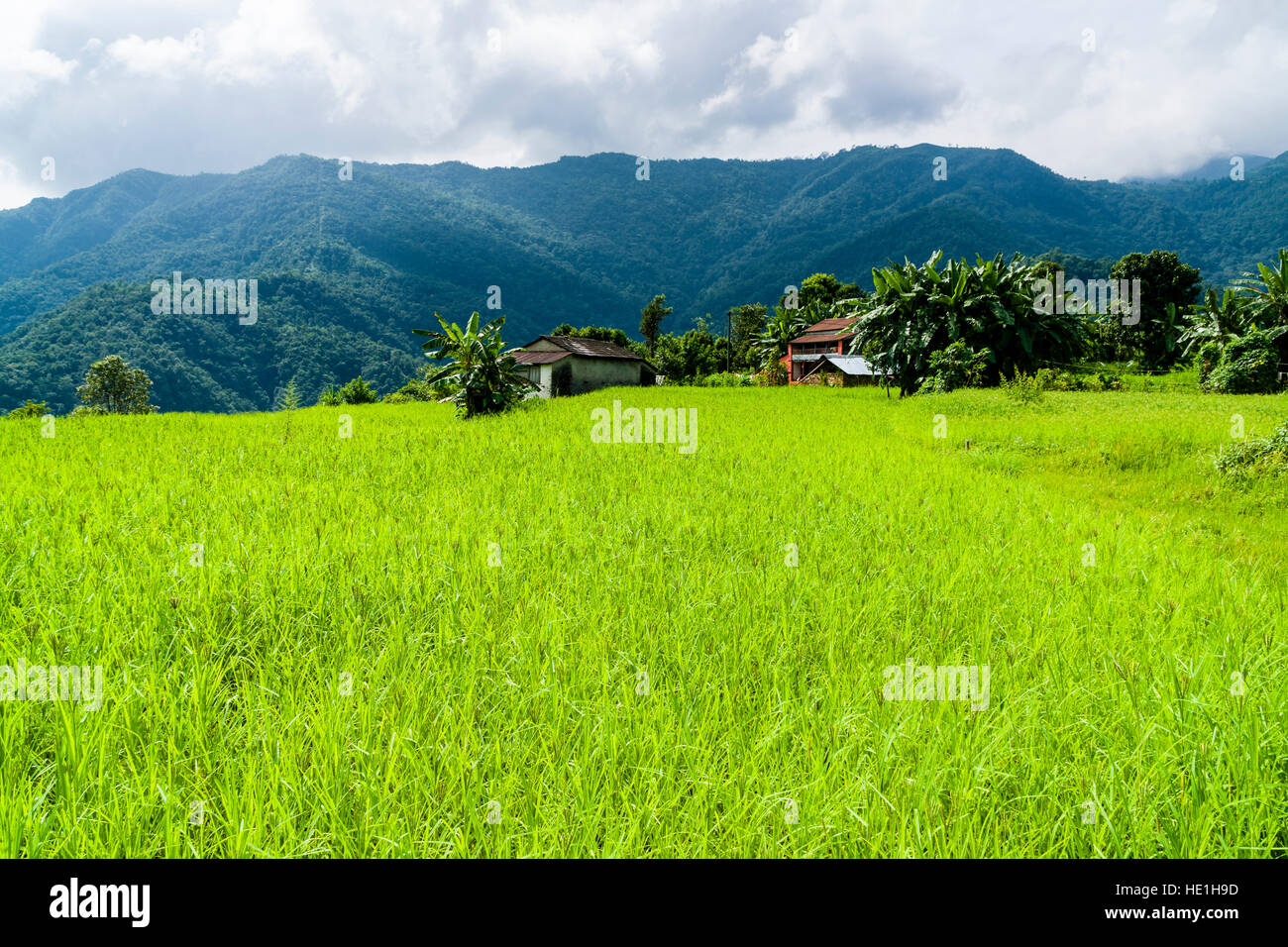 Il paesaggio agricolo con il miglio verde dei campi e le case coloniche in Harpan superiore Khola valley Foto Stock