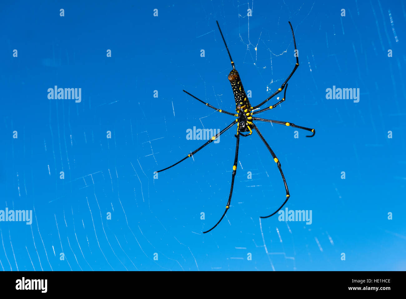 Una seta dorata orb-tessitori (nephila), un grosso ragno, appeso nel suo spider web Foto Stock