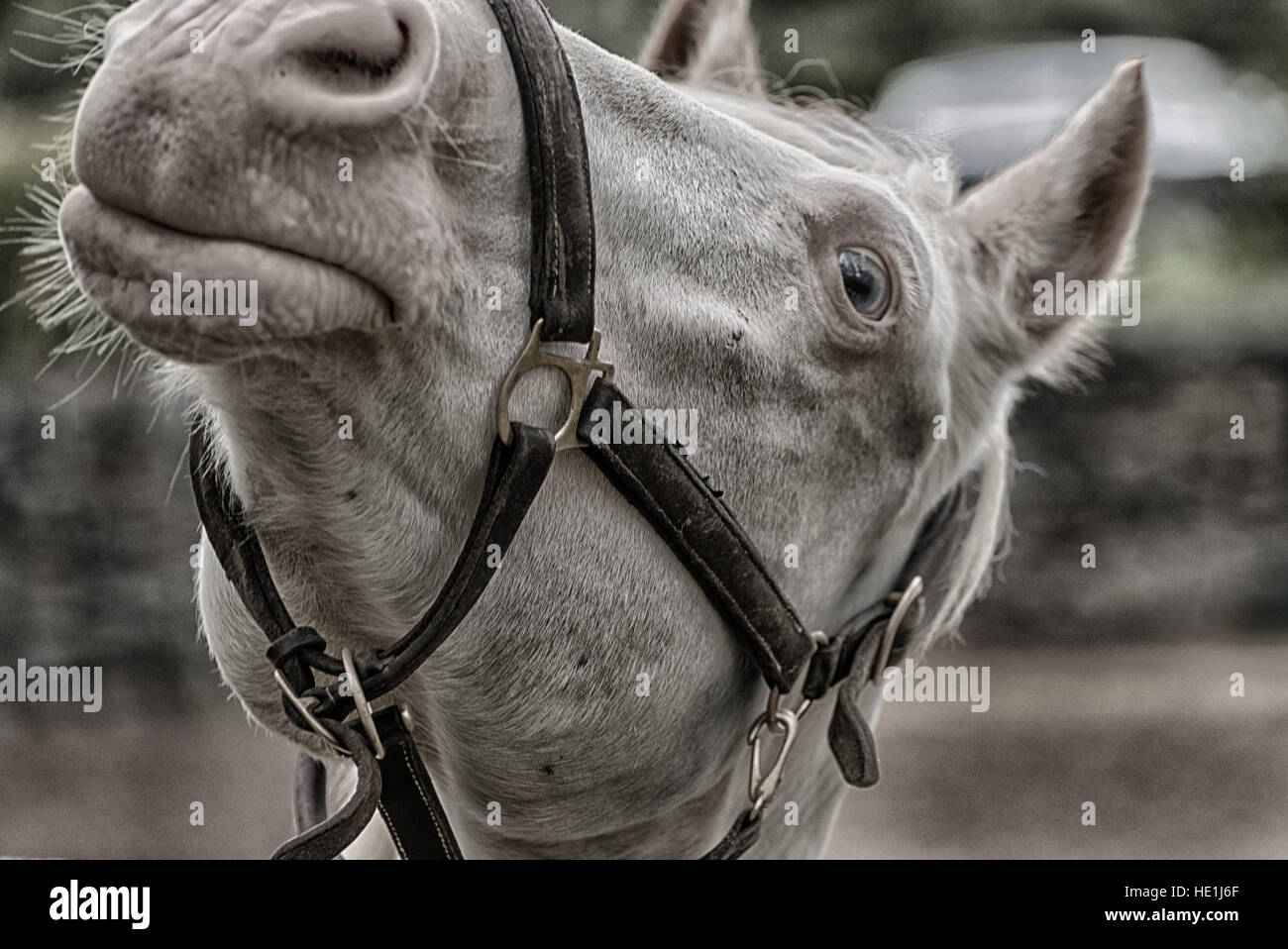 Espressione divertente su una strettissima colpo di un cavallo grigio. Foto Stock