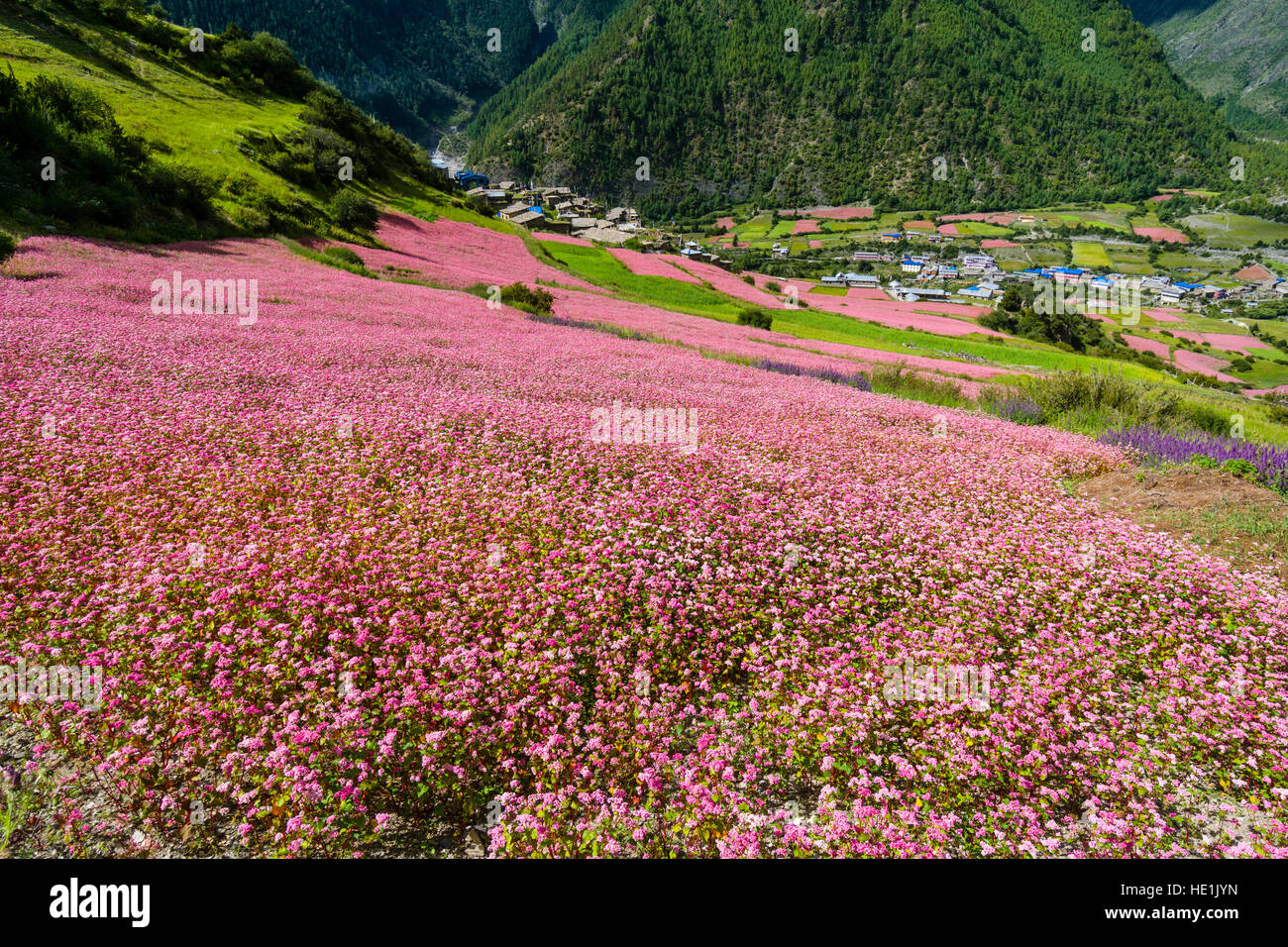 Il paesaggio agricolo con rosa di campi di grano saraceno in fiore al di sopra del villaggio pisang superiore e la parte superiore della valle marsyangdi Foto Stock