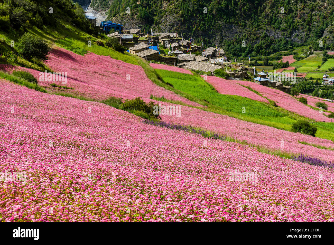 Il paesaggio agricolo con rosa di campi di grano saraceno in fiore al di sopra del villaggio pisang superiore e la parte superiore della valle marsyangdi Foto Stock