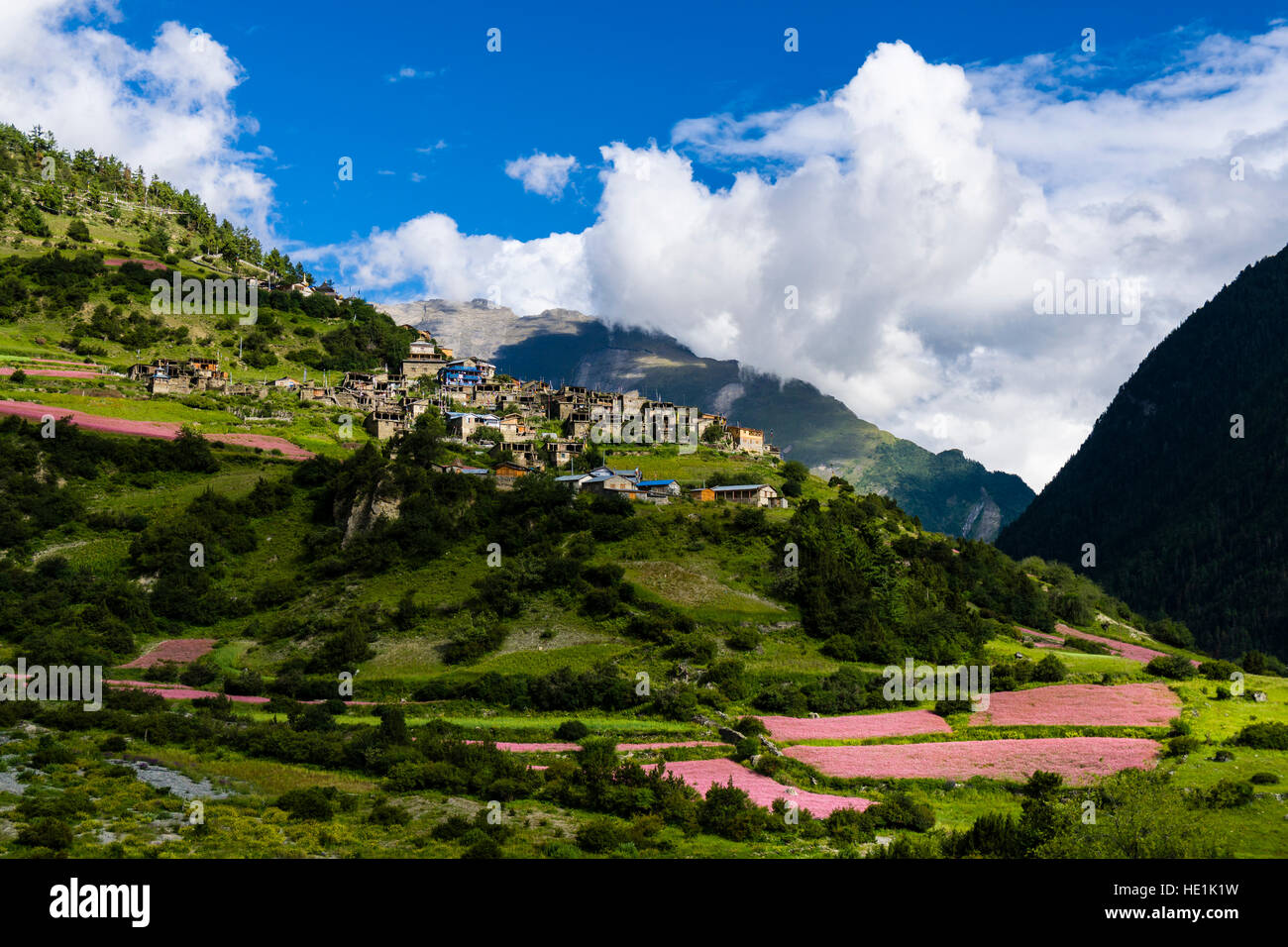 Il paesaggio agricolo con rosa di campi di grano saraceno in fiore in alto marsyangdi Valley, il villaggio pisang superiore a distanza Foto Stock