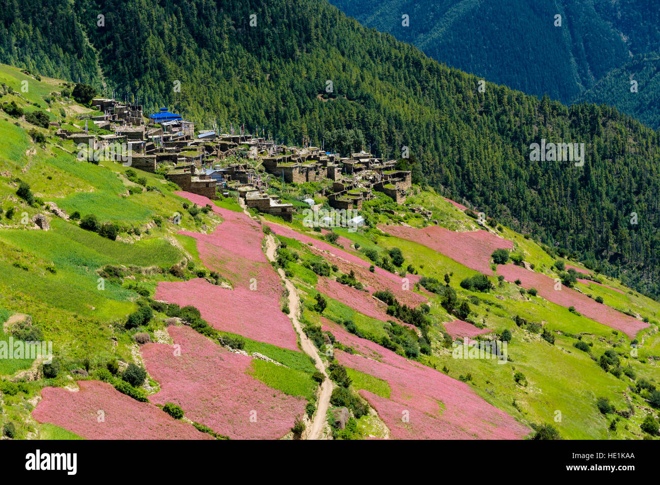 Il paesaggio agricolo con rosa di campi di grano saraceno in fiore in alto marsyangdi Valley, il villaggio ghyaru nella distanza Foto Stock