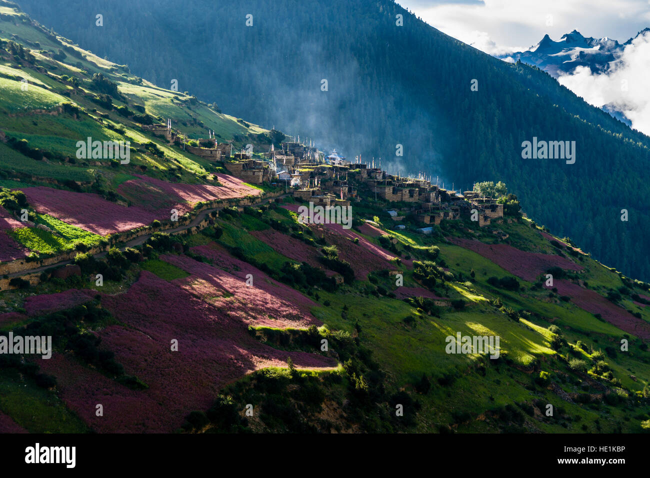 Il paesaggio agricolo con rosa di campi di grano saraceno in fiore in alto marsyangdi Valley, il villaggio ghyaru nella distanza Foto Stock