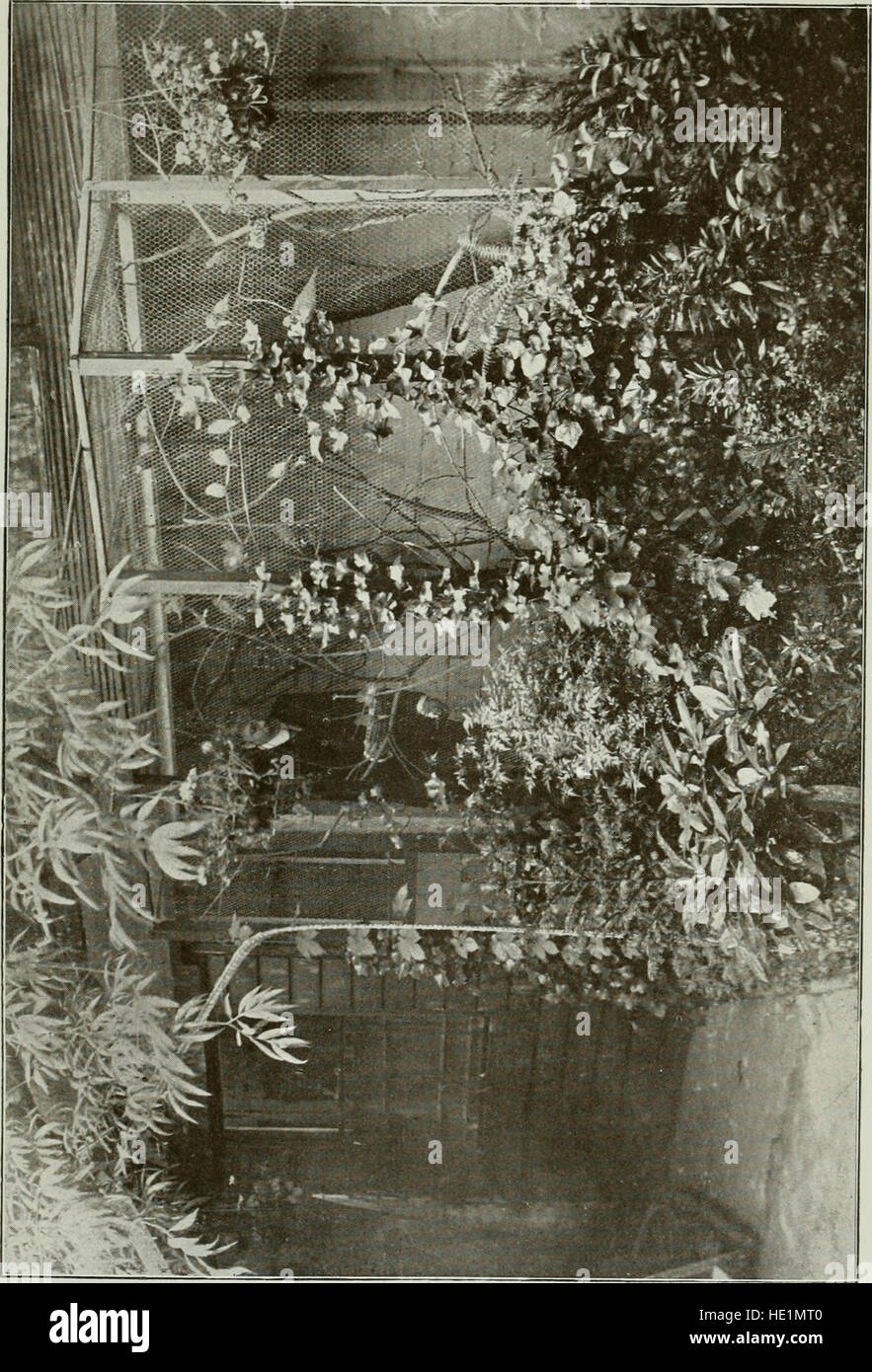 Note di birdwatching del 1908, che documentano le specie e le osservazioni di quel periodo Foto Stock