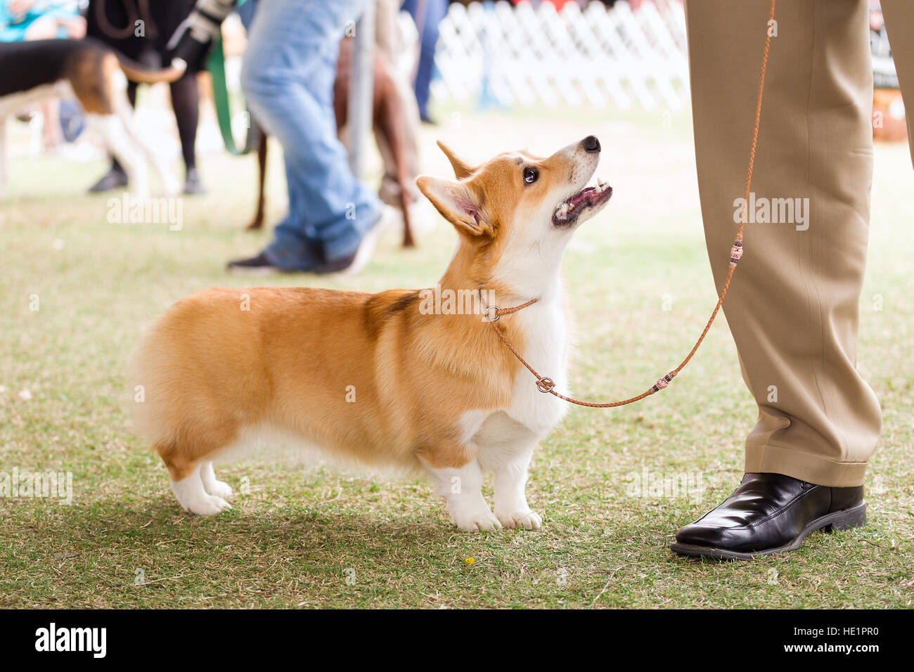 Pembroke Welsh Corgi a dog show Foto Stock